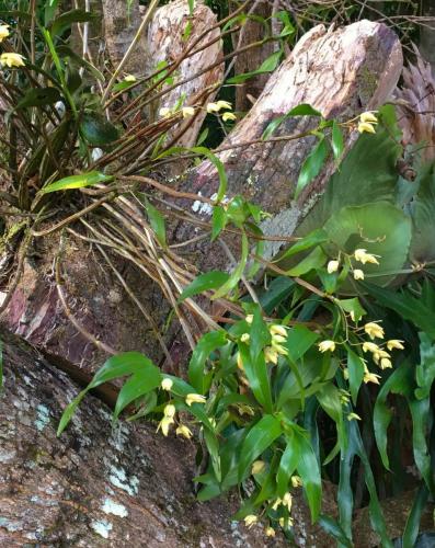 Slender Cane Orchid (Dendrobium adaae)