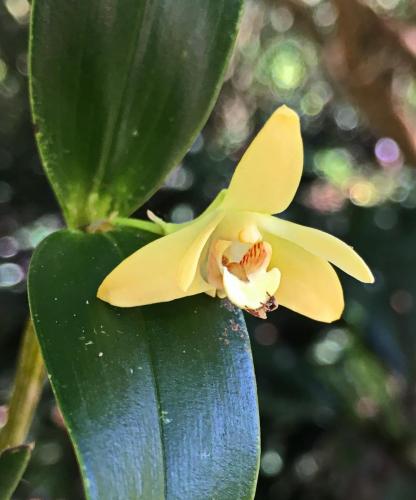 Slender Cane Orchid (Dendrobium adae)