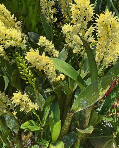 Rock Orchid (Dendrobium speciosum)