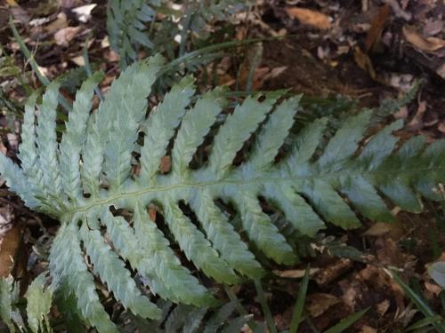 Rasp Fern? (Doodia sp)