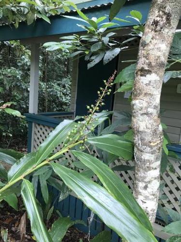 Native Ginger (Alpinia caerulea)