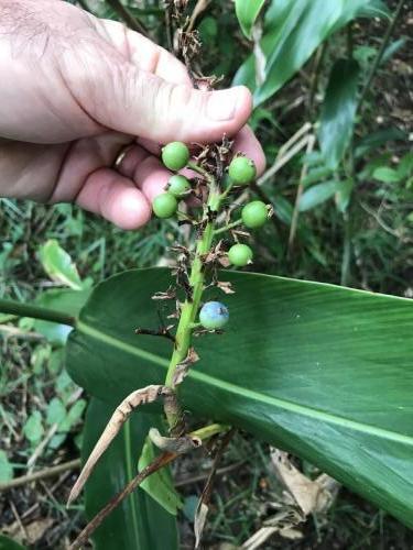 Native Ginger (Alpinia caerulea)