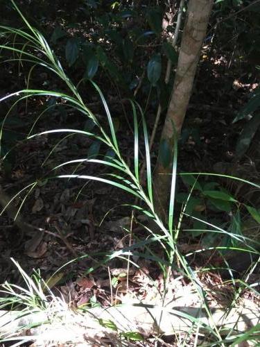 Sedge (Cyperus sp)