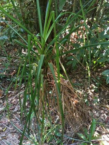 Small-seeded saw-sedge (Gahnia seiberiana)