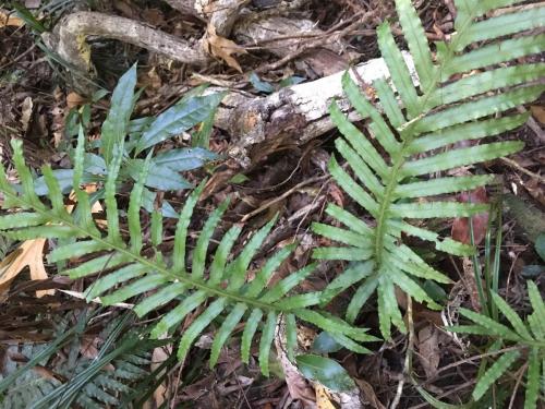 Gristle Fern (Blechnum cartilagineum)