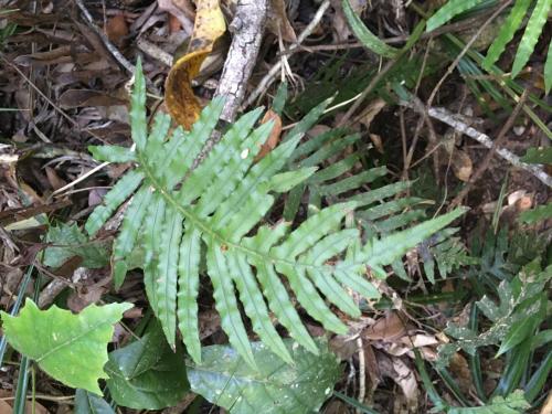 Gristle Fern (Blechnum cartilageneum)