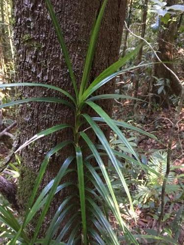 Climbing Pandan (Freycinetia excelsa)