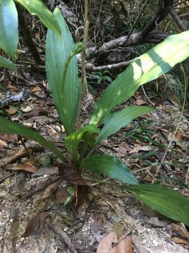 Christmas Orchid (Calanthe australasica)