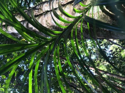 Climbing Pandan (Freycinetia excelsa)