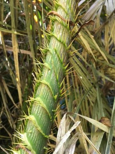 Yellow Lawyer Vine (Calamus moti)