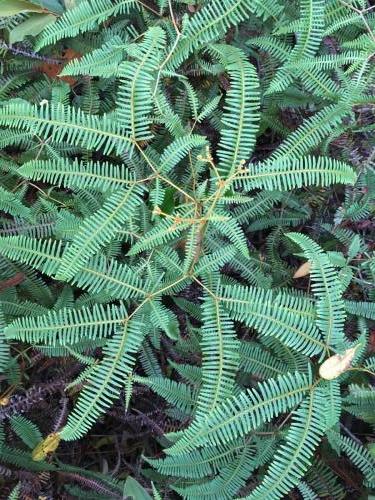 False Staghorn Fern (Dicranopteris linearis)