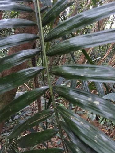 Wait-a-while (Calamus australis) Leaf