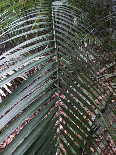 Yellow Lawyer Vine (Calamus moti) Leaf