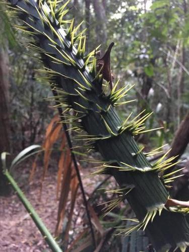 Yellow Lawyer Vine (Calamus moti)