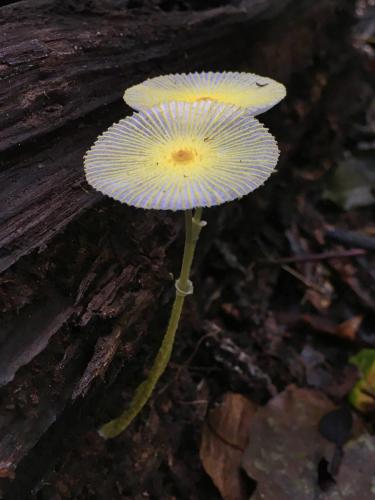 Fragile Dapperling (Leucocoprinus fragilissimus)