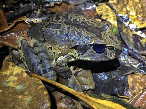 Mottled barred frog (Mixophyes coggeri)