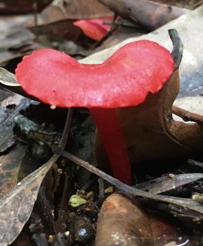 Hygrocybe sp cf bolensis