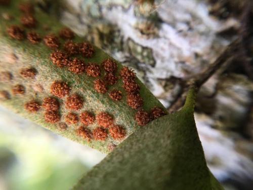 Rock Felt Fern (Pyrrosia rupestris)