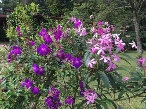 Tibouchina varieties