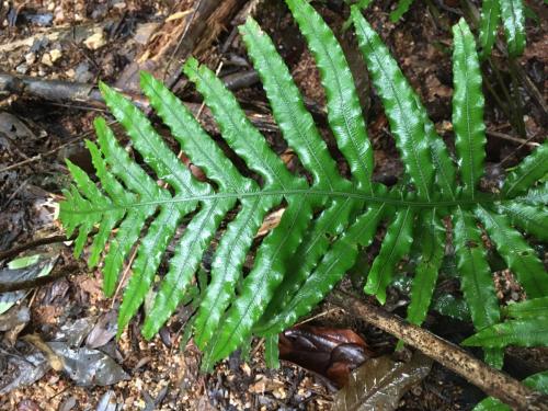 Gristle Fern (Blechnum cartilagineum)