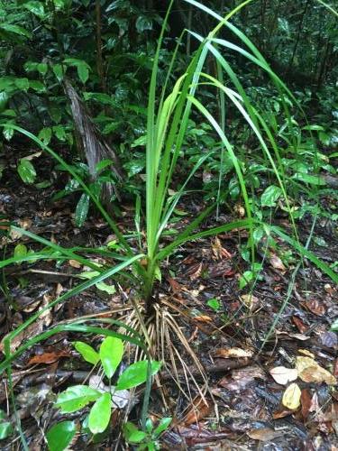 Small-seeded saw-sedge (Gahnia seiberiana)