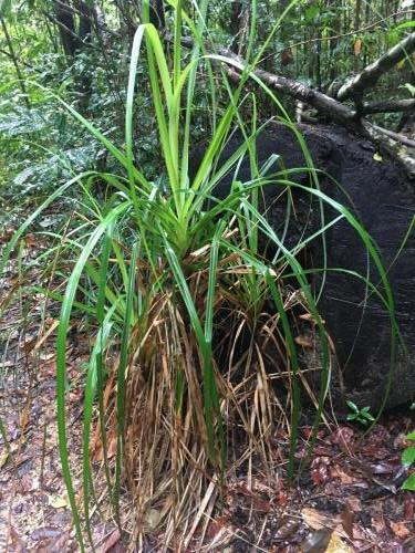 Small-seeded saw-sedge (Gahnia seiberiana)