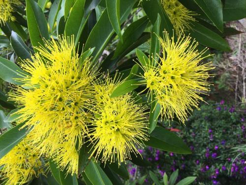 Golden Penda (Xanthostemon chrysanthes)