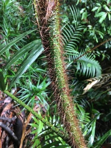 Wait-a-while (Calamus australis) 