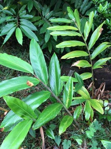 Pleated Ginger (Alpinia arctiflora)