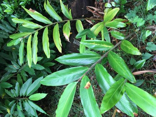 Pleated Ginger (Alpinia arcticfolia)