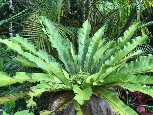 Birds Nest Fern (Asplenium australasicum)