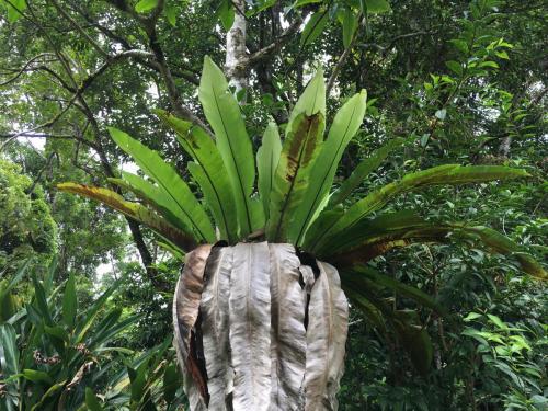 Birds Nest Fern (Asplenium australasicum)