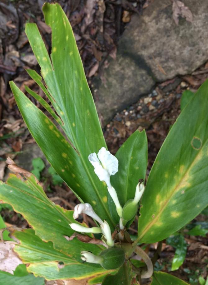 Pleated Ginger (Alpinia arcticfolia)