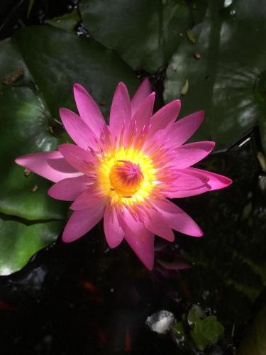 Water Lily