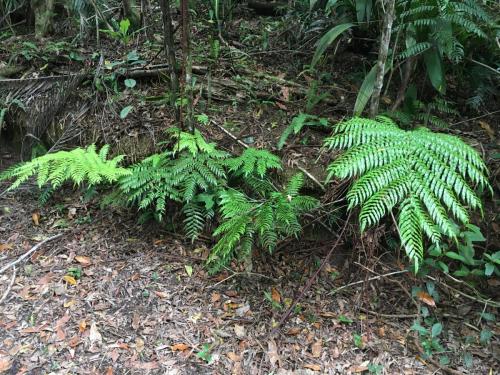 Rebecca's Tree Fern (Cyathea rebeccae) on roadside with sucker at base