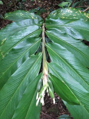 Pleated Ginger (Alpinia arctiflora)