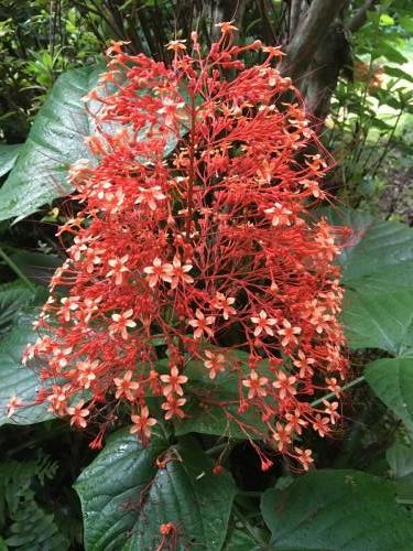 Pagoda Flower (Clerodendrum paniculatum)