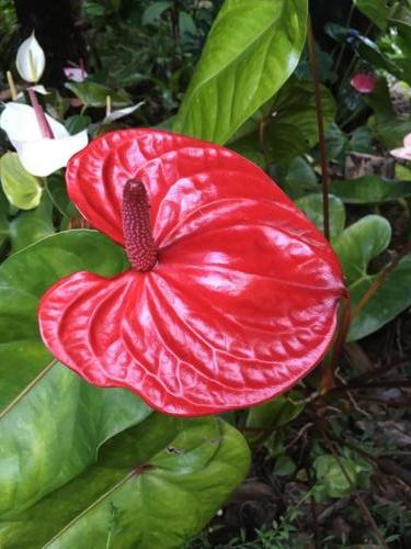 Anthurium