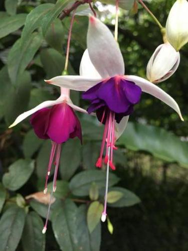 Fuchsia variety