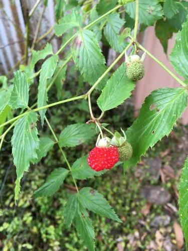 Atherton Raspberry (Rubus probus)