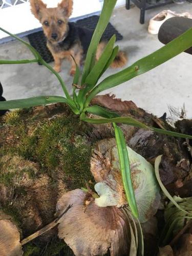 Ribbon Fern (Ophioglossum pendulum)