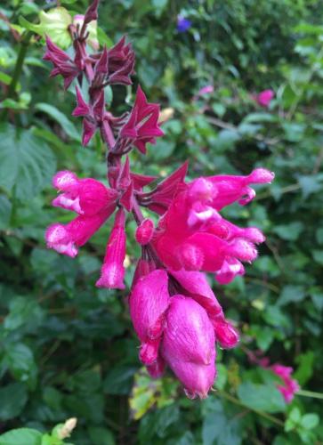 Salvia involucrata