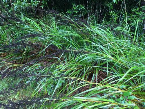 Small-seeded saw-sedge (Gahnia seiberiana)