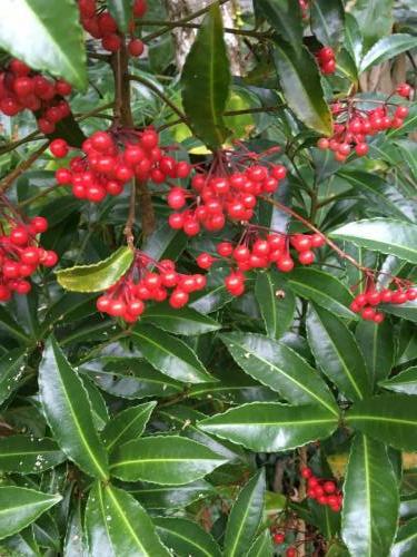 Christmas Berry (Ardisia crenata)