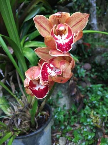 Cymbidium - Gravey Train "All Aboard"