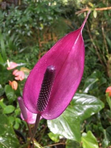 Purple Anthurium