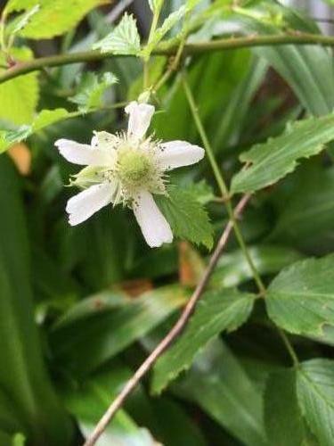 Atherton Raspberry (Rubus probus)