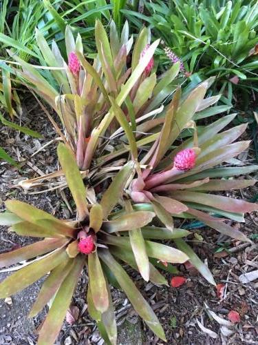 Bromeliad  (Quesnelia testudo)