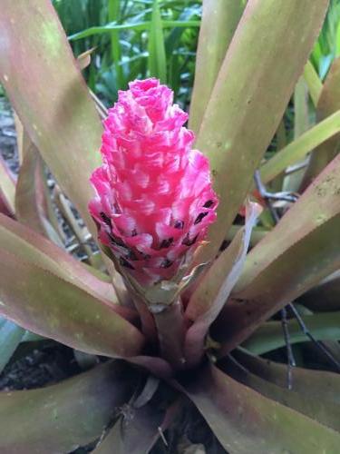 Bromeliad  (Quesnelia testudo)