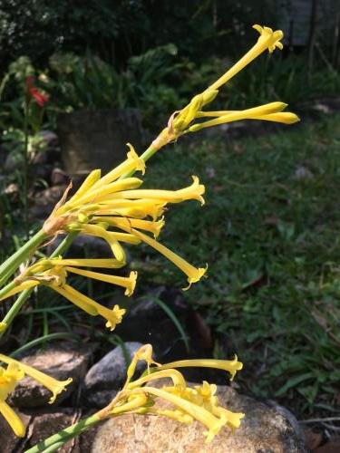 Yellow Ifafa Lily (Cyrtanthus mackenii)